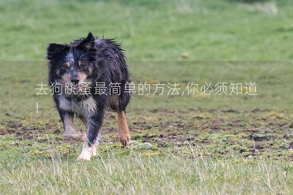 去狗跳蚤最簡單的方法,你必須知道!