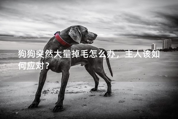 狗狗突然大量掉毛怎么辦,主人該如何應對? 狗狗突然大量掉毛怎么辦,主人該如何應對?