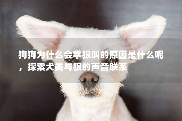 狗狗為什么會學狼叫的原因是什么呢，探索犬類與狼的聲音聯系