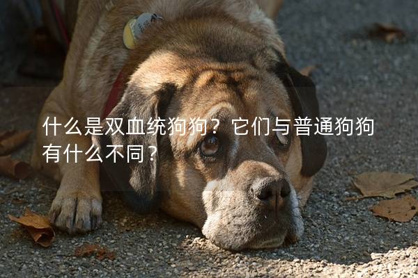 什么是雙血統狗狗？它們與普通狗狗有什么不同？