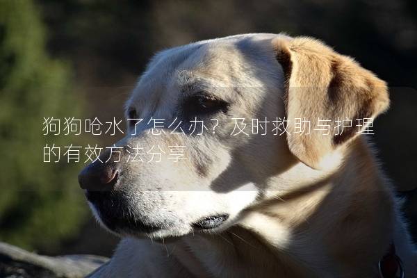 狗狗嗆水了怎么辦？及時救助與護理的有效方法分享