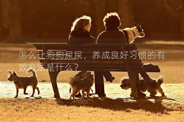 怎么讓狗狗尿尿，養成良好習慣的有效方法是什么？