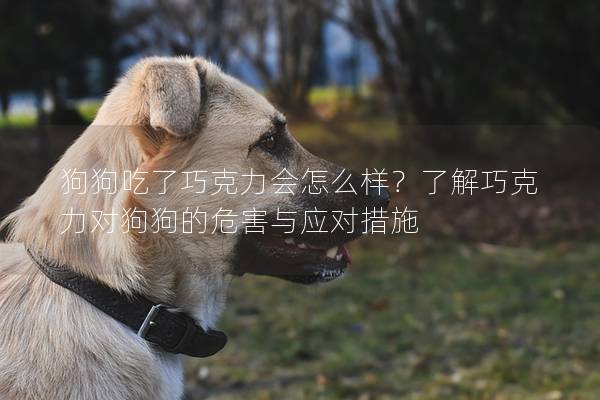 狗狗吃了巧克力會怎么樣？了解巧克力對狗狗的危害與應對措施