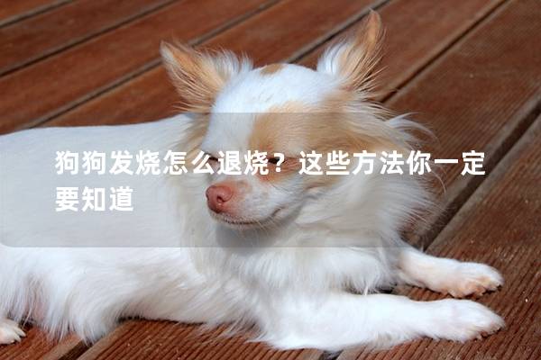 狗狗發(fā)燒怎么退燒？這些方法你一定要知道