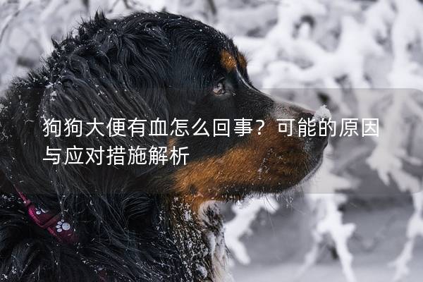 狗狗大便有血怎么回事？可能的原因與應(yīng)對(duì)措施解析