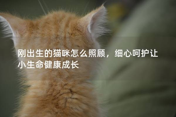 剛出生的貓咪怎么照顧，細心呵護讓小生命健康成長