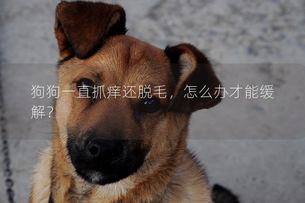狗狗一直抓癢還脫毛，怎么辦才能緩解？