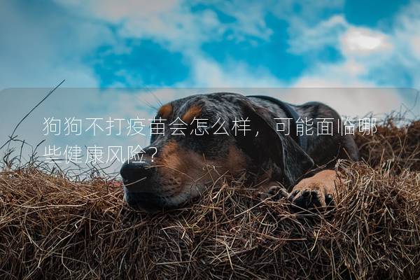 狗狗不打疫苗會(huì)怎么樣，可能面臨哪些健康風(fēng)險(xiǎn)？