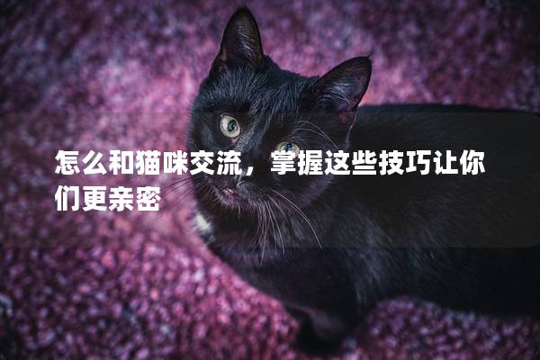 怎么和貓咪交流，掌握這些技巧讓你們更親密