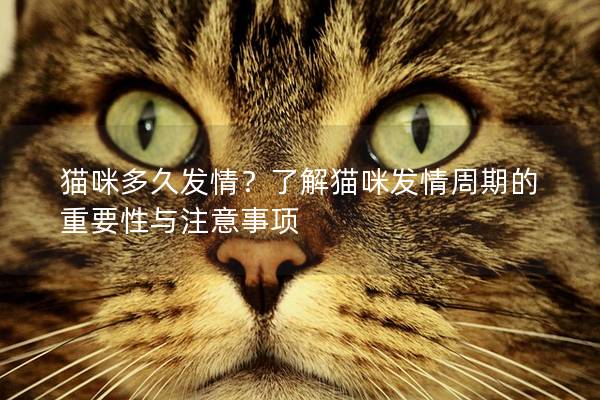 貓咪多久發情？了解貓咪發情周期的重要性與注意事項