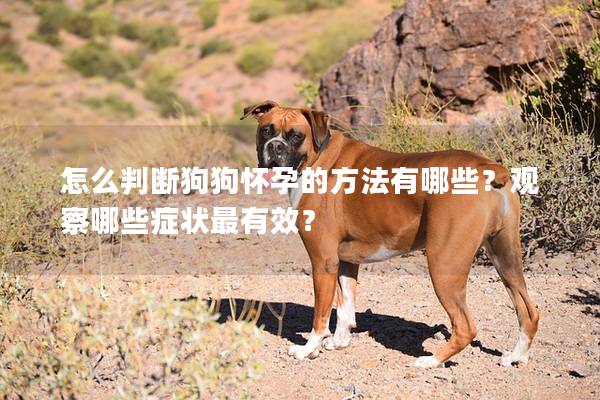 怎么判斷狗狗懷孕的方法有哪些？觀察哪些癥狀最有效？