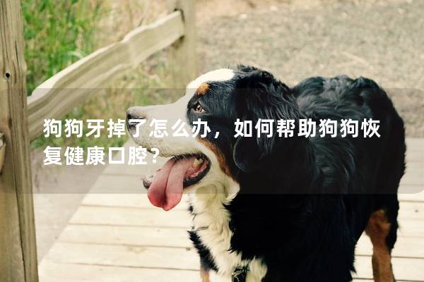 狗狗牙掉了怎么辦，如何幫助狗狗恢復(fù)健康口腔？