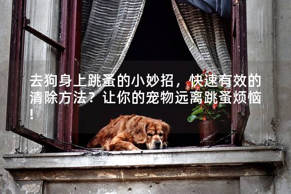 去狗身上跳蚤的小妙招,快速有效的清除方法?讓你的寵物遠(yuǎn)離跳蚤煩惱! 去狗身上跳蚤的小妙招,快速有效的清除方法?讓你的寵物遠(yuǎn)離跳蚤煩惱!