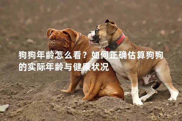 狗狗年齡怎么看？如何正確估算狗狗的實(shí)際年齡與健康狀況