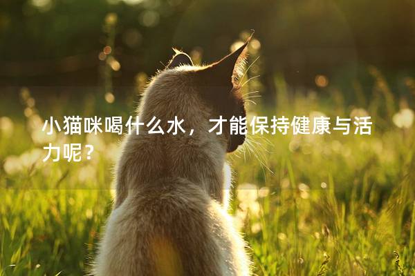 小貓咪喝什么水，才能保持健康與活力呢？