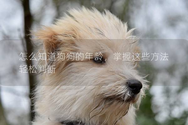 怎么知道狗狗的年齡，掌握這些方法輕松判斷