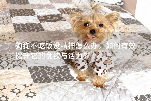 狗狗不吃飯沒精神怎么辦，如何有效提升它的食欲與活力？
