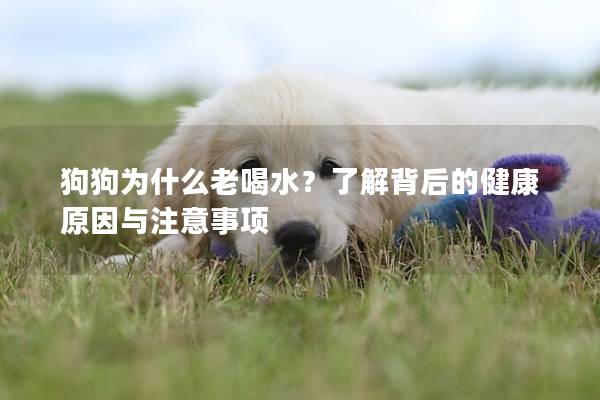狗狗為什么老喝水？了解背后的健康原因與注意事項