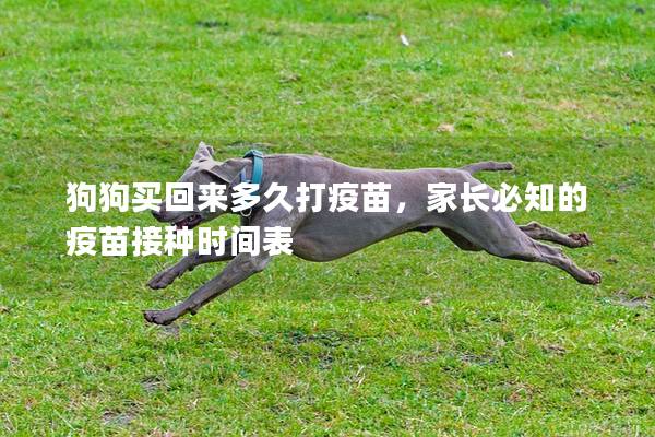 狗狗買回來多久打疫苗，家長必知的疫苗接種時間表