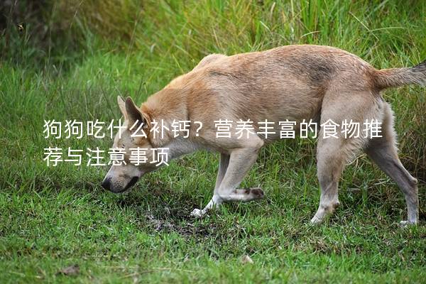 狗狗吃什么補鈣？營養豐富的食物推薦與注意事項