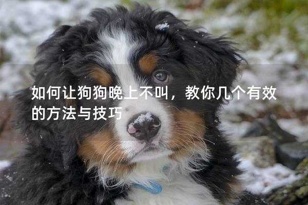 如何讓狗狗晚上不叫，教你幾個有效的方法與技巧