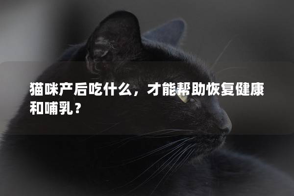 貓咪產(chǎn)后吃什么，才能幫助恢復(fù)健康和哺乳？