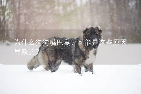 為什么狗狗嘴巴臭，可能是這些原因導致的？