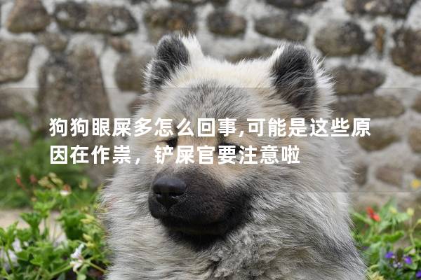 狗狗眼屎多怎么回事,可能是這些原因在作祟,鏟屎官要注意啦