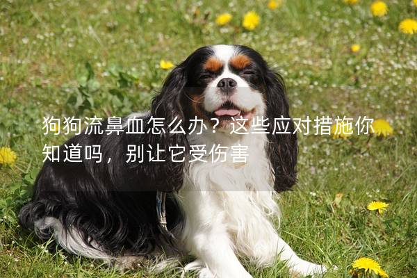 狗狗流鼻血怎么辦？這些應對措施你知道嗎，別讓它受傷害