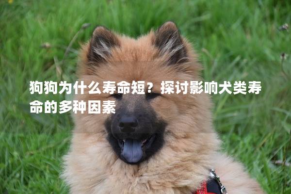 狗狗為什么壽命短?探討影響犬類壽命的多種因素 狗狗為什么壽命短?探討影響犬類壽命的多種因素