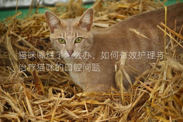 貓咪嘴爛了怎么辦，如何有效護(hù)理與治療貓咪的口腔問題