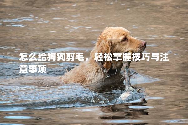 怎么給狗狗剪毛，輕松掌握技巧與注意事項