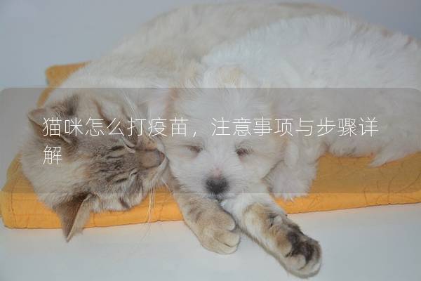 貓咪怎么打疫苗，注意事項與步驟詳解