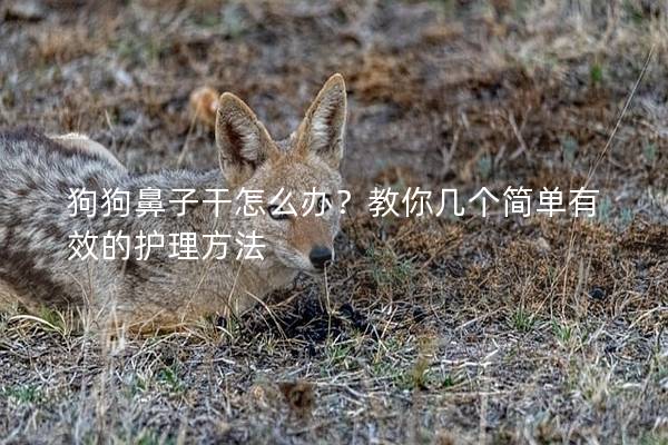 狗狗鼻子干怎么辦？教你幾個簡單有效的護理方法