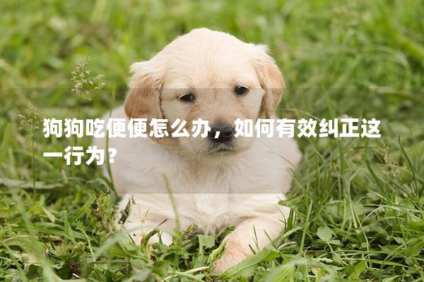 狗狗吃便便怎么辦，如何有效糾正這一行為？
