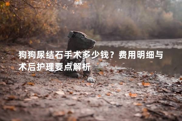 狗狗尿結石手術多少錢？費用明細與術后護理要點解析