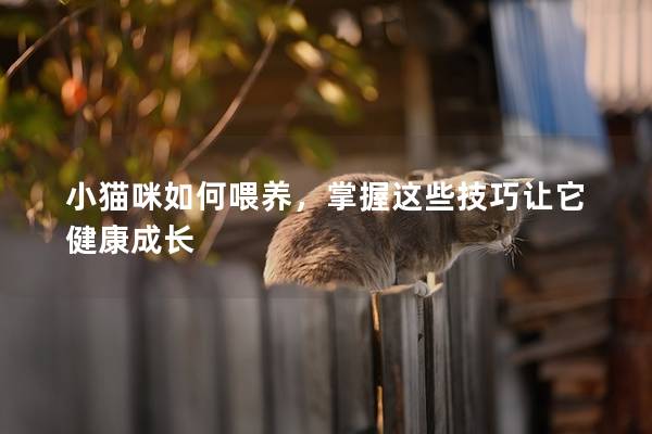 小貓咪如何喂養(yǎng)，掌握這些技巧讓它健康成長