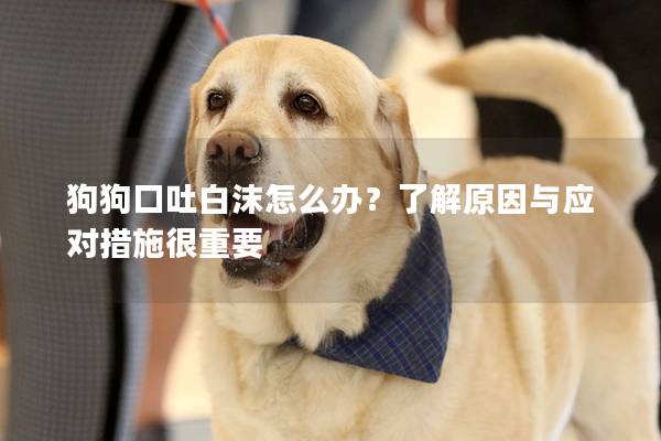 狗狗口吐白沫怎么辦？了解原因與應對措施很重要