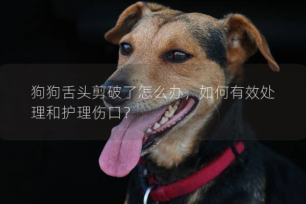 狗狗舌頭剪破了怎么辦，如何有效處理和護(hù)理傷口？