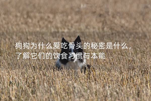 狗狗為什么愛吃骨頭的秘密是什么，了解它們的飲食習(xí)慣與本能