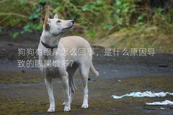 狗狗有眼屎怎么回事，是什么原因導致的眼屎增多？