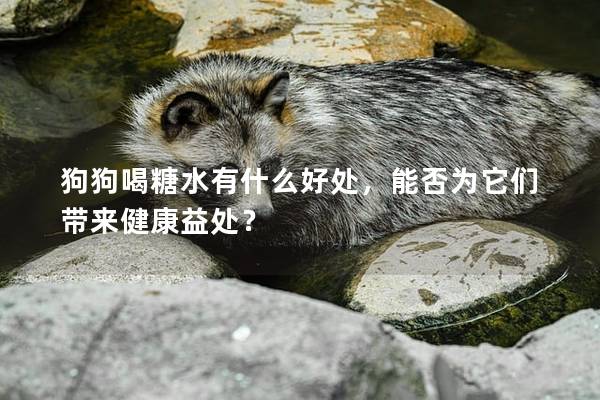 狗狗喝糖水有什么好處，能否為它們帶來健康益處？