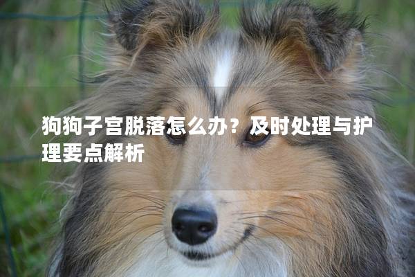 狗狗子宮脫落怎么辦？及時處理與護理要點解析