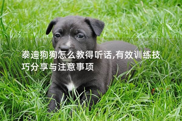 泰迪狗狗怎么教得聽話,有效訓練技巧分享與注意事項