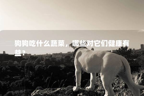 狗狗吃什么蔬菜,哪些對它們健康有益? 狗狗吃什么蔬菜,哪些對它們健康有益?