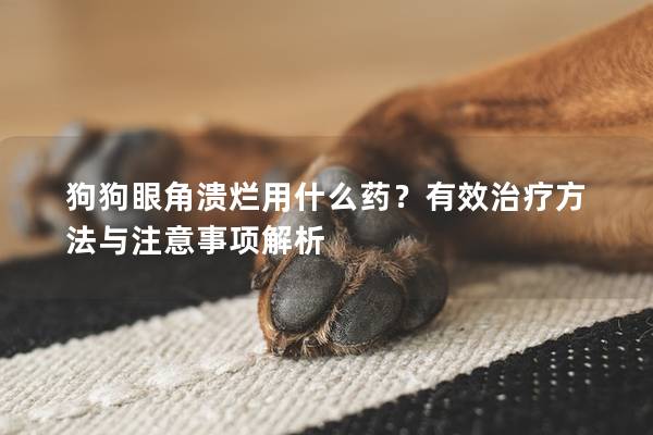 狗狗眼角潰爛用什么藥？有效治療方法與注意事項解析