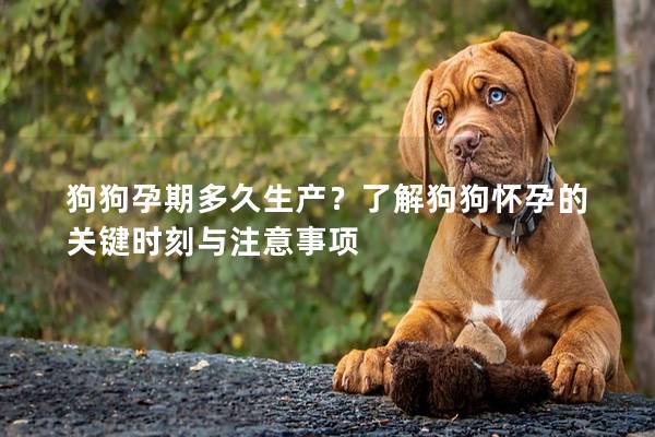 狗狗孕期多久生產?了解狗狗懷孕的關鍵時刻與注意事項