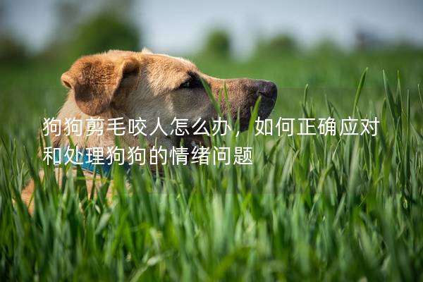 狗狗剪毛咬人怎么辦，如何正確應(yīng)對(duì)和處理狗狗的情緒問題