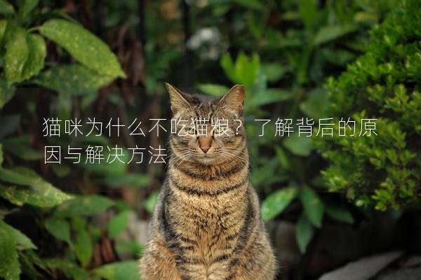 貓咪為什么不吃貓糧？了解背后的原因與解決方法