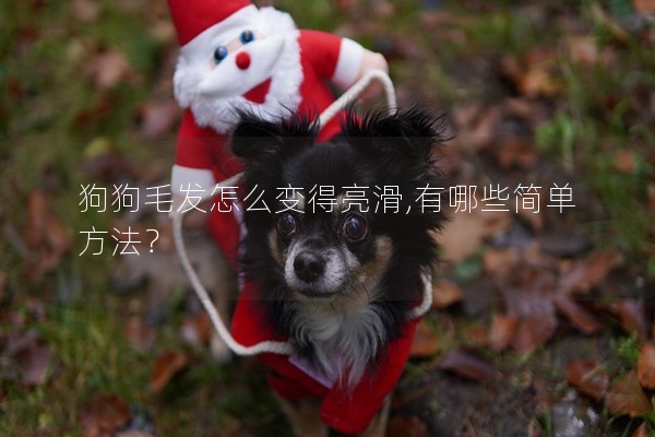 狗狗毛發怎么變得亮滑,有哪些簡單方法? 狗狗毛發怎么變得亮滑,有哪些簡單方法?
